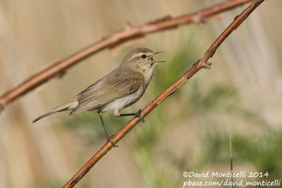 Siberian Chiffchaff (Phylloscopus collybita tristis)_Monetnyy (Yekaterinburg)