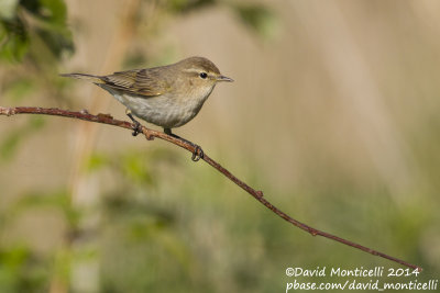 Siberian Chiffchaff (Phylloscopus collybita tristis)_Monetnyy (Yekaterinburg)