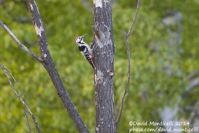 White-backed Woodpecker (Dendrocopos leucotos)_Monetnyy (Yekaterinburg)