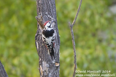 White-backed Woodpecker (Dendrocopos leucotos)_Monetnyy (Yekaterinburg)