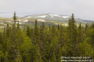 Mixed coniferous forest (Picea-Abies-Larix) west of Severouralsk (Ural Mountains)