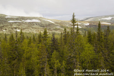 Mixed coniferous forest (Picea-Abies-Larix) west of Severouralsk (Ural Mountains)