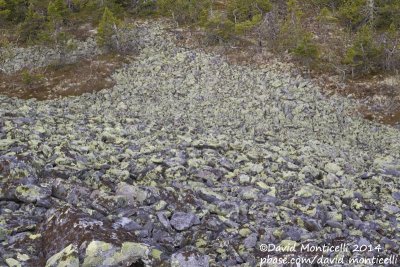 Subalpine area (Ural Mountains)
