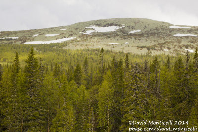 Mixed coniferous forest (Picea-Abies-Larix) west of Severouralsk (Ural Mountains)