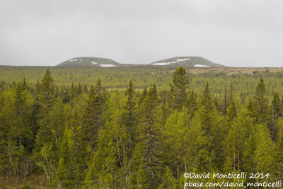 Mixed coniferous forest (Picea-Abies-Larix) west of Severouralsk (Ural Mountains)