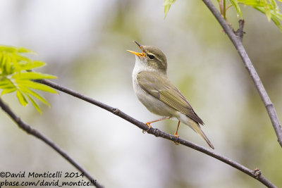 Arctic Warbler (Phylloscopus borealis)_west of Severouralsk (Ural Mountains)