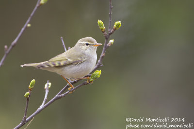 Arctic Warbler (Phylloscopus borealis)_west of Severouralsk (Ural Mountains)