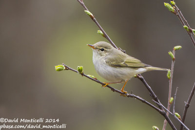 Arctic Warbler (Phylloscopus borealis)_west of Severouralsk (Ural Mountains)