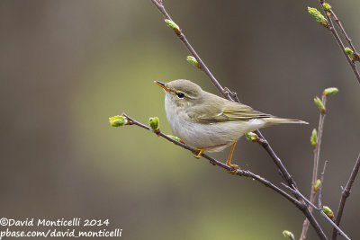 Arctic Warbler (Phylloscopus borealis)_west of Severouralsk (Ural Mountains)