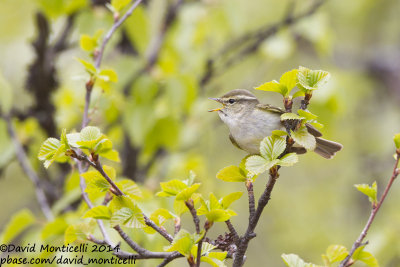 Yellow-browed Warbler (Phylloscopus inornatus)_west of Severouralsk (Ural Mountains)