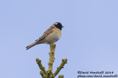 Black-throated Accentor (Prunella atrogularis)_west of Severouralsk (Ural Mountains)