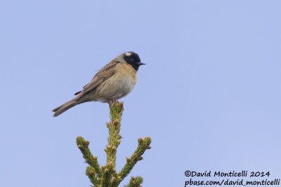 Black-throated Accentor (Prunella atrogularis)_west of Severouralsk (Ural Mountains)