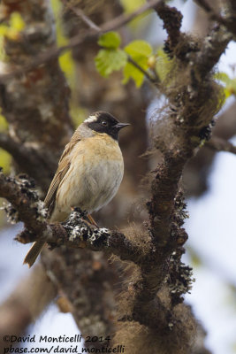 Black-throated Accentor (Prunella atrogularis)_west of Severouralsk (Ural Mountains)