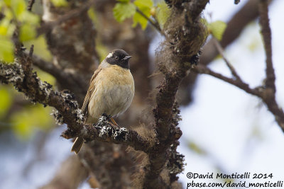 Black-throated Accentor (Prunella atrogularis)_west of Severouralsk (Ural Mountains)