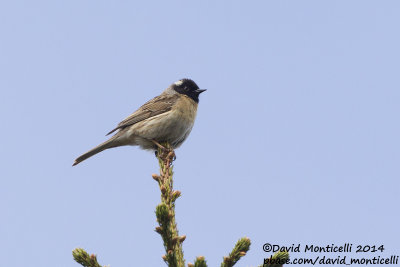 Black-throated Accentor (Prunella atrogularis)_west of Severouralsk (Ural Mountains)