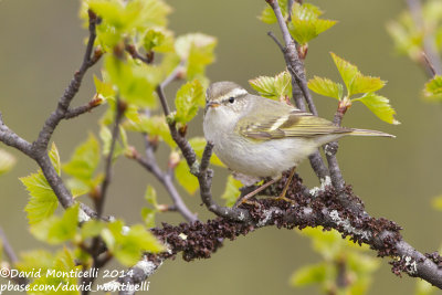 Yellow-browed Warbler (Phylloscopus inornatus)_west of Severouralsk (Ural Mountains)