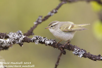 Yellow-browed Warbler (Phylloscopus inornatus)_west of Severouralsk (Ural Mountains)