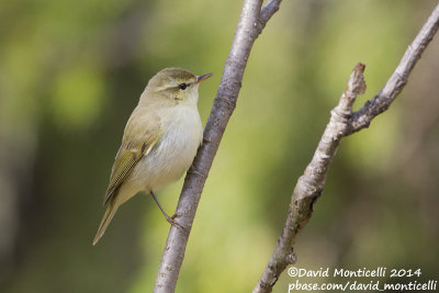 Greenish Warbler (Phylloscopus trochiloides)_west of Severouralsk (Ural Mountains)