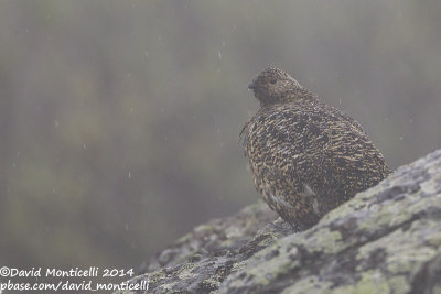 Rock Ptarmigan (Lagopus muta)(female)_Mt Kvarkush (Ural Mountains)