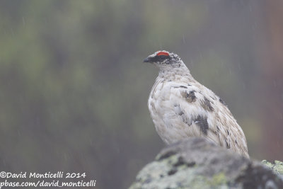 Rock Ptarmigan (Lagopus muta)(male)_Mt Kvarkush (Ural Mountains)