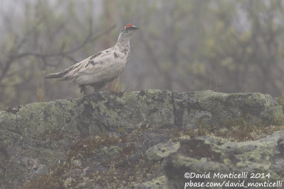 Rock Ptarmigan (Lagopus muta)(male)_Mt Kvarkush (Ural Mountains)