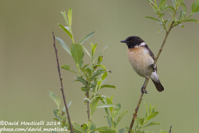 Siberian Stonechat (Saxicola maurus)(male)_Bolshoy Istok (Yekaterinburg)