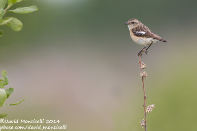 Siberian Stonechat (Saxicola maurus)(female)_Bolshoy Istok (Yekaterinburg)