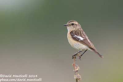 Siberian Stonechat (Saxicola maurus)(female)_Bolshoy Istok (Yekaterinburg)