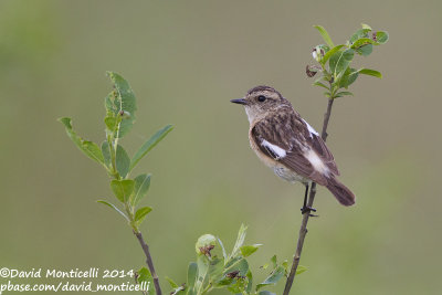 Siberian Stonechat (Saxicola maurus)(female)_Bolshoy Istok (Yekaterinburg)