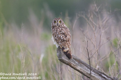 Short-eared Owl (Asio flammeus)_Bolshoy Istok (Yekaterinburg)