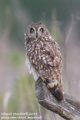 Short-eared Owl (Asio flammeus)_Bolshoy Istok (Yekaterinburg)