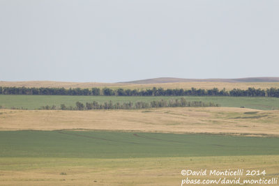 Agricultural landscape west of Orsk (Orenburg Oblast)
