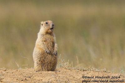Steppe Marmot (Marmota bobak)_west of Orsk (Orenburg Oblast)