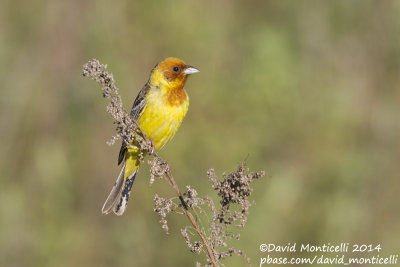 Red-headed Bunting (Emberiza bruniceps)(male)_near Malokhalilovo, west of Orsk (Orenburg Oblast)