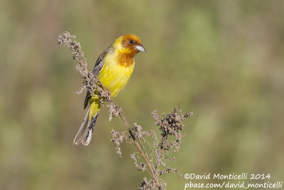 Red-headed Bunting (Emberiza bruniceps)(male)_near Malokhalilovo, west of Orsk (Orenburg Oblast)