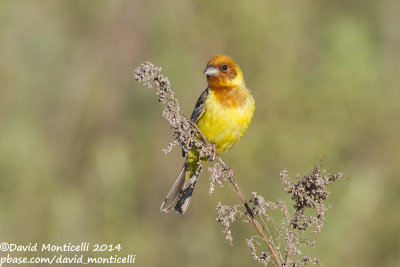 Red-headed Bunting (Emberiza bruniceps)(male)_near Malokhalilovo, west of Orsk (Orenburg Oblast)
