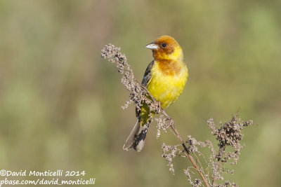 Red-headed Bunting (Emberiza bruniceps)(male)_near Malokhalilovo, west of Orsk (Orenburg Oblast)