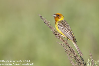 Red-headed Bunting (Emberiza bruniceps)(male)_near Malokhalilovo, west of Orsk (Orenburg Oblast)