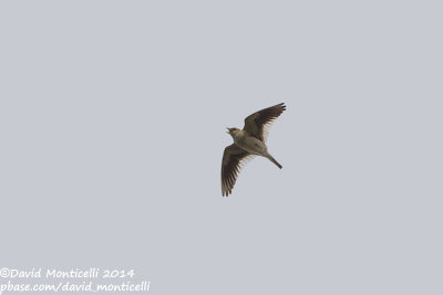 White-winged Lark (Melanocorypha leucoptera)_near Gaynulino, north-west of Orsk (Orenburg Oblast)