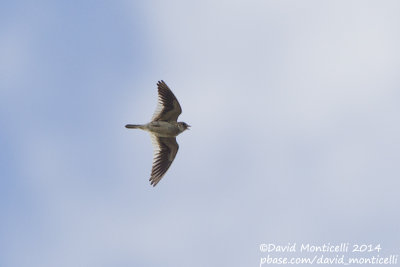 White-winged Lark (Melanocorypha leucoptera)_near Gaynulino, north-west of Orsk (Orenburg Oblast)
