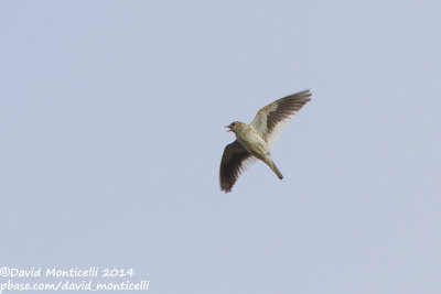 White-winged Lark (Melanocorypha leucoptera)_near Gaynulino, north-west of Orsk (Orenburg Oblast)