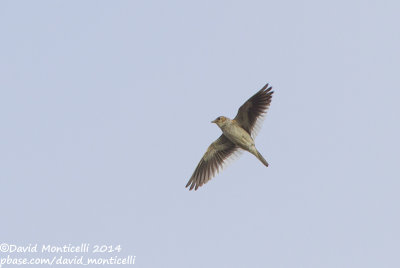 White-winged Lark (Melanocorypha leucoptera)_near Gaynulino, north-west of Orsk (Orenburg Oblast)