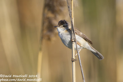 Paddyfield Warbler (Acrocephalus agricola)_near Gaynulino, west of Orsk (Orenburg Oblast)