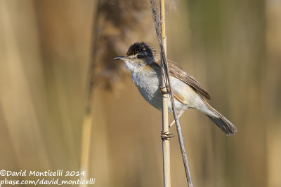 Paddyfield Warbler (Acrocephalus agricola)_near Gaynulino, west of Orsk (Orenburg Oblast)