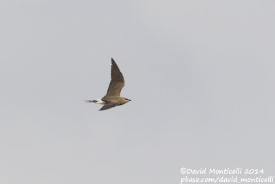 Black-winged Pratincole (Glareola nordmanni)_east of Orsk (Orenburg Oblast)