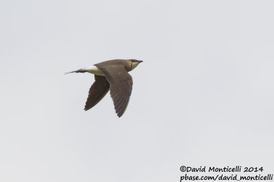 Black-winged Pratincole (Glareola nordmanni)_east of Orsk (Orenburg Oblast)
