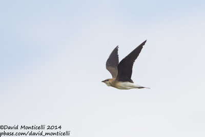Black-winged Pratincole (Glareola nordmanni)_east of Orsk (Orenburg Oblast)