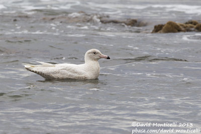 Glaucous Gull (Larus hyperboreus)_Angeiras (Portugal)
