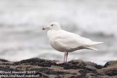 Glaucous Gull (Larus hyperboreus)_Angeiras (Portugal)