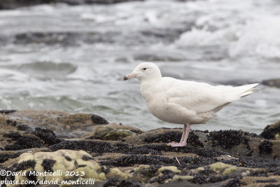 Glaucous Gull (Larus hyperboreus)_Angeiras (Portugal)